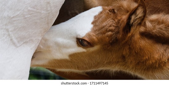 Colt Foal Horse Nursing Close Up, Animal Nutrition.