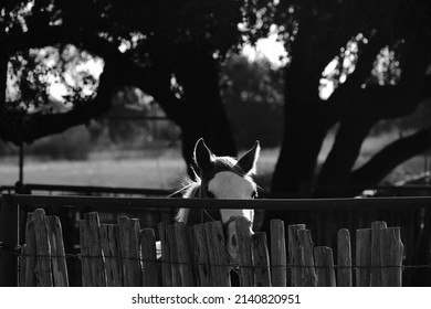 Colt horse peeking over round pen fence while listening on ranch.