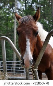 Colt Standing At The Round Bale Feeder