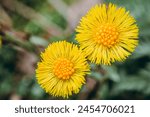 colts foot flower bright yellow. Latin name Tussilago farfara