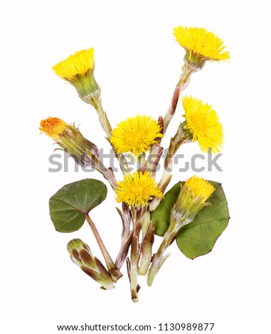 Coltsfoot blossoms for tea, isolated