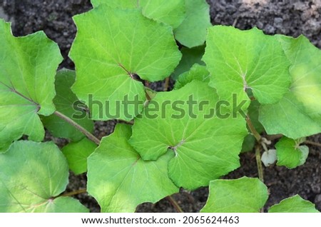 Coltsfoot or tussilago farfara is a perennial herb used in folk medicine.