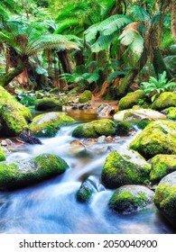 Columba Creek Smooth Blurred Stream Deep In Evergreen Rainforest Of Tasmania In Australia.