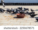 Columba livia domestica, ferral rock pigeons are feeding on stone pavers in a public square in Istanbul. There is a bowl filled with grains (bird feed) which was spread around. 