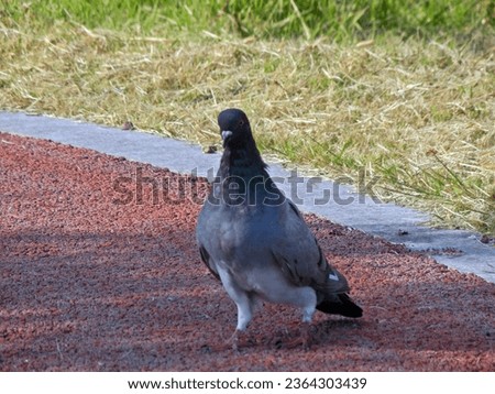 Columba livia, Pigeon, Dove, Animal, Bird
