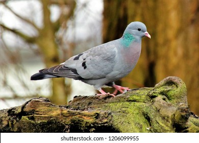 Columba Oenas Oenas Stock Dove 