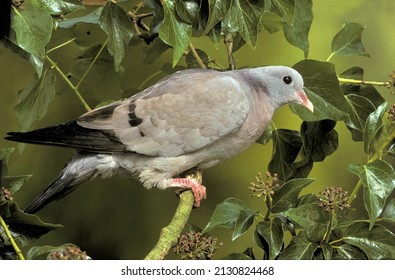 Columba Oenas - Stock Dove