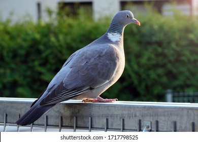 Columba Palumbus Large Grey Wild Pigeon Sits On A Fence In The Sunset Rays. Wild Birds In The City, Nature And Man. Ornithology