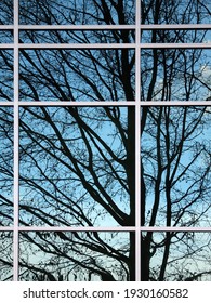 Columbia, MD USA - April 12, 2008: A Silhouetted Tree Reflected In A Building's Windows.