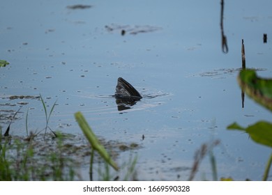 Columbia, MO/USA - 07 07 2019: Grass Carp In Pond