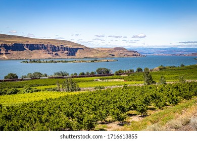 The Columbia River Flows Past An Apple Orchard In Washington.