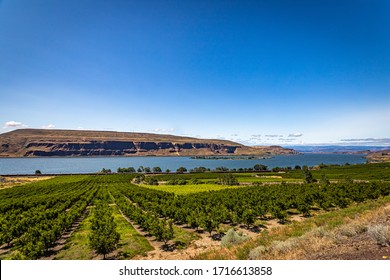 The Columbia River Flows Past An Apple Orchard In Washington.