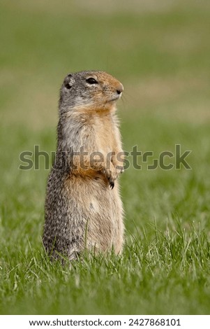 Columbian ground squirrel (citellus columbianus), manning provincial park, british columbia, canada, north america