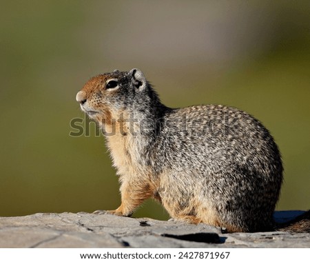 Columbian ground squirrel (citellus columbianus), glacier national park, montana, united states of america, north america