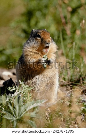 Columbian ground squirrel (citellus columbianus) eating, waterton lakes national park, alberta, canada, north america
