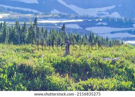 Columbian Ground Squirrel standing outside of its hole in the morning sunshine with mountains in the distance. 