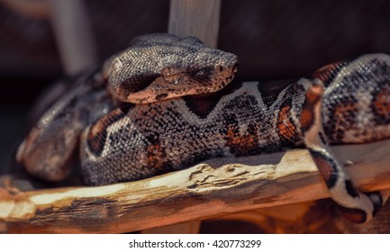 Columbian Red Tail Boa Snake 