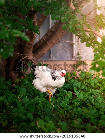 Columbian Wyandotte chicken standing underneath a green tree