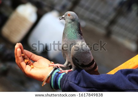 Columbidae is a bird family constituted of pigeons and doves. These are stout-bodied birds with short necks, stands on human hand