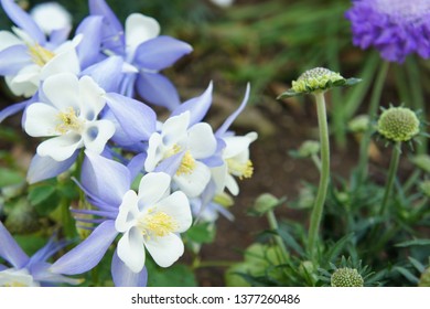 Japanese Aquilegia Images, Stock Photos & Vectors  Shutterstock