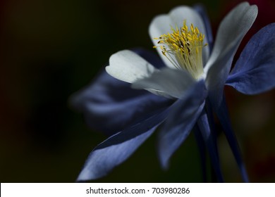 Columbine Flower