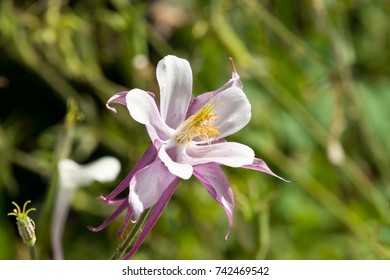 Columbine Flower In Crested Butte, Co, USA