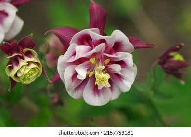 Columbine Flowers. 
Aquilegia vulgaris Winky Double Red-White. Winky Double Red And White Columbine
