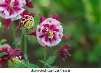 Columbine Flowers. 
Aquilegia vulgaris Winky Double Red-White. Winky Double Red And White Columbine