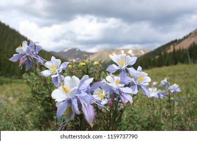 Columbine In A Mountain Valley