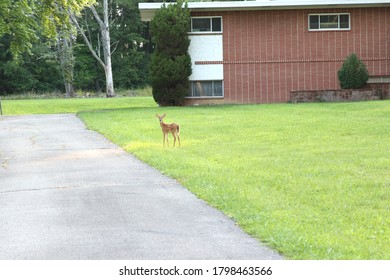 Columbus, Ohio August 15, 2020
Deers Frolicking Through A Residential Neighborhood.