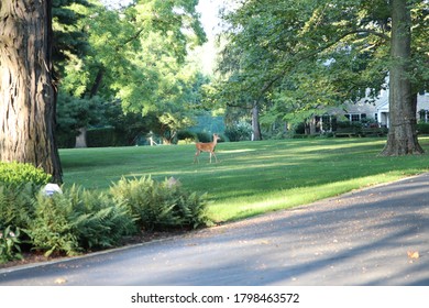 Columbus, Ohio August 15, 2020
Deers Frolicking Through A Residential Neighborhood.