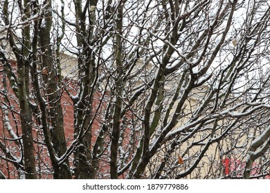 Columbus Ohio December 16, 2020
Snow On Tree Branches In Residential Neighborhood.