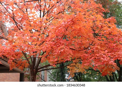 Columbus Ohio October 12, 2020
Vibrant Autumn Leaves In A Residential Neighborhood.