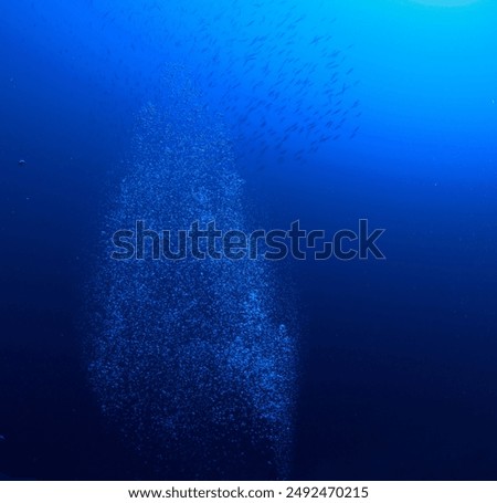 A column of bubbles rises to the surface on the seafloor.