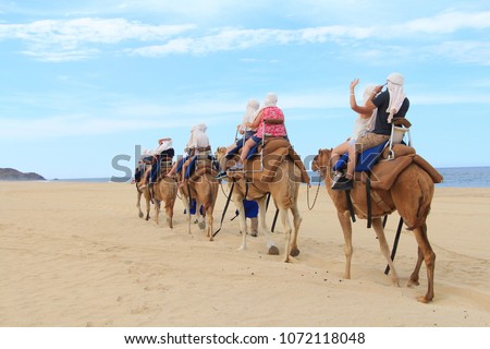 A column of camels in scenic Mexico. Travels.  Recreation. Exclusive sightseeing tour. Mexico. Camel ride. Cactus background