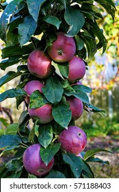 Columnar Apple Tree