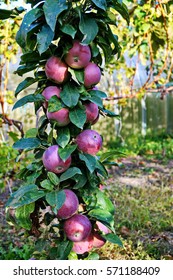 Columnar Apple Tree