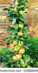 Columnar apple tree with fruits vertical photo on a background of wooden planks. Full-length hybrid columnar apple in a summer garden. Ripe apples on a single tree trunk in an orchard.  - Shutterstock ID 2100820438