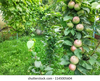 Columnar Apple Tree In The Garden