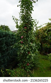 Columnar apple tree, Malus domestica Ballerina "Waltz", with fruits in October in the garden. Berlin, Germany 
