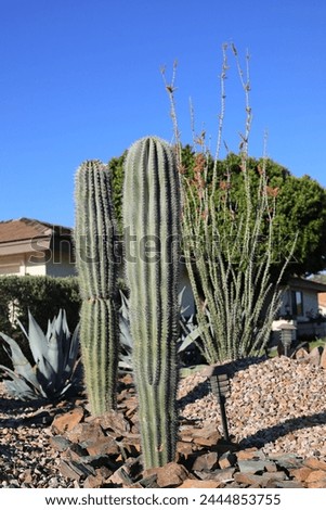 Columnar Cereus cacti as decorative plants in desert style xeriscaping along roadsides verges in Phoenix, Arizona; shallow DOF