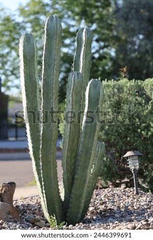 Columnar Cereus cacti as decorative plants in desert style xeriscaping along roadsides verges in Phoenix, Arizona; backlit by morning sun, shallow DOF
