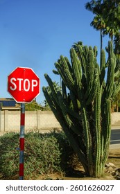 Columnar Cereus cactus with multiple trunks growing next to Stop road sign on a street corner in Phoenix, Arizona