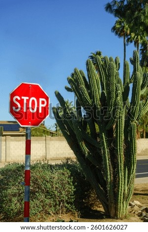 Columnar Cereus cactus with multiple trunks growing next to Stop road sign on a street corner in Phoenix, Arizona