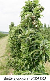 Columnar Fruit Trees