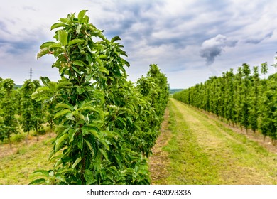 Columnar Fruit Trees With Clouds In Agriculture