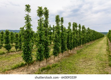 Columnar Fruit Trees Field In Summer In Agriculture