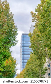 Columnar Trees Outside The Tall Buildings At Silicon Valley, San Jose, California