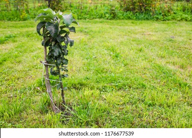 Columnar Young Apple Tree Growing