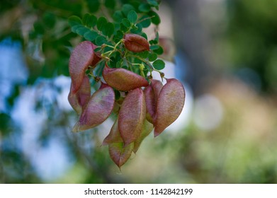 105 Bladder Senna Images, Stock Photos & Vectors | Shutterstock